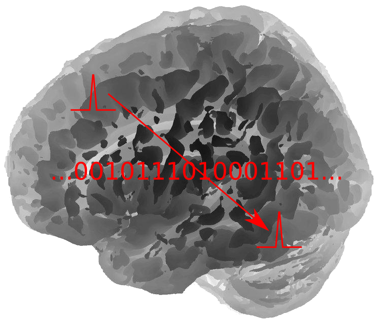 Information in the brain. Modified from an original credited to dow_at_uoregon.edu (distributed without restrictions)